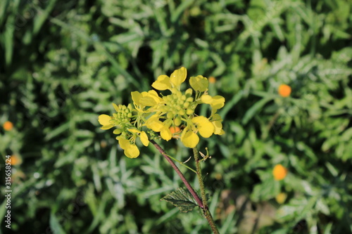 flor silvestre 