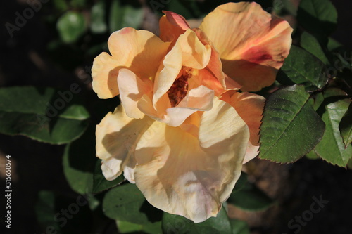 rosa hermosa para cualquier ocasión 