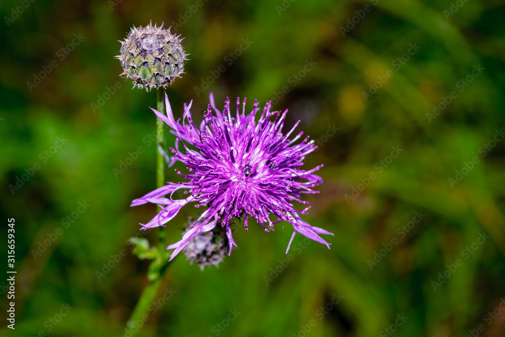 Burdock thorny purple flower, green buds and leaves in herbal garden. Blooming medicinal plant burdock. Burdock thorny purple flower, green buds and leaves in herbal garden. Blooming medicinal plant burdock.