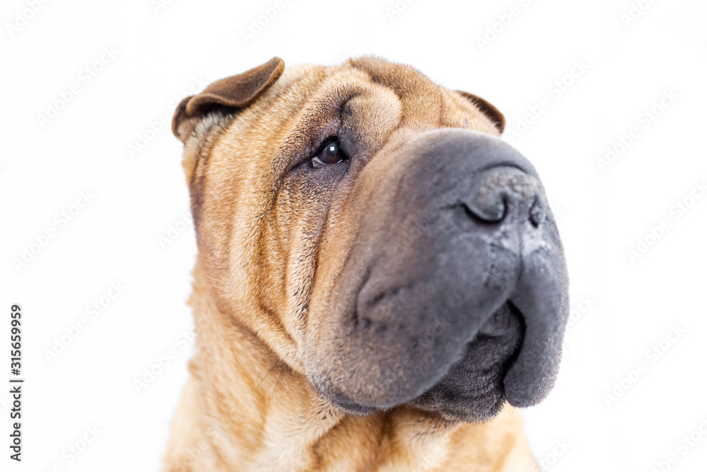 Portrait of a sharpei with a white background Portrait of a sharpei with a white background