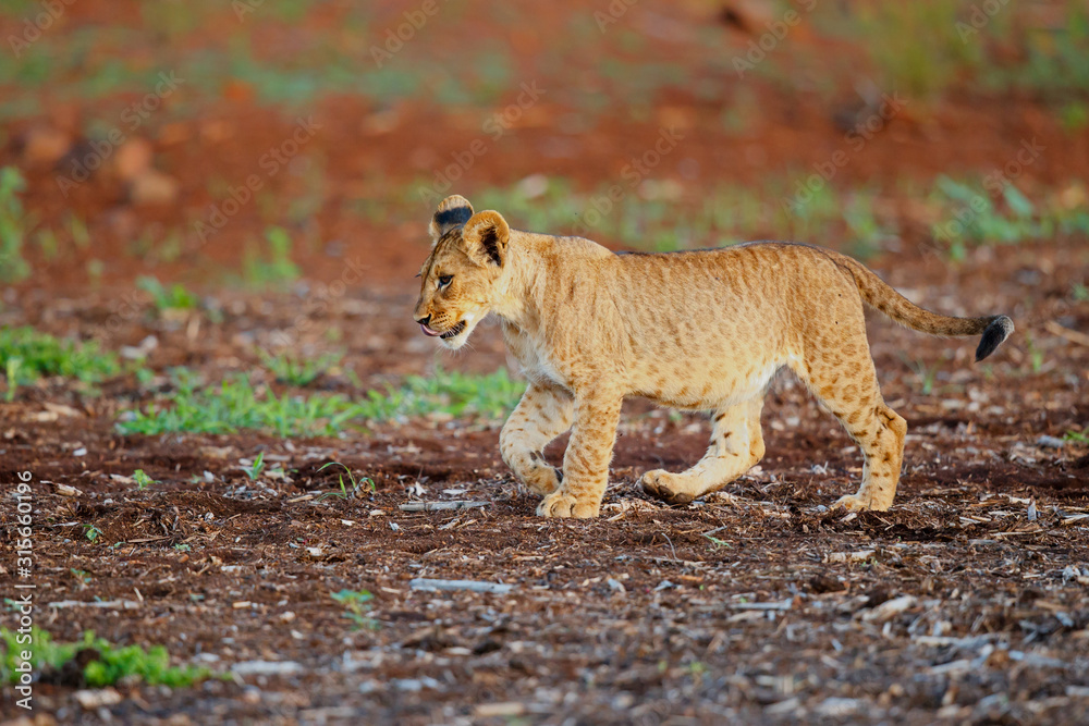 Fototapeta premium Lion cub walking in Zimanga Game Reserve in South Africa