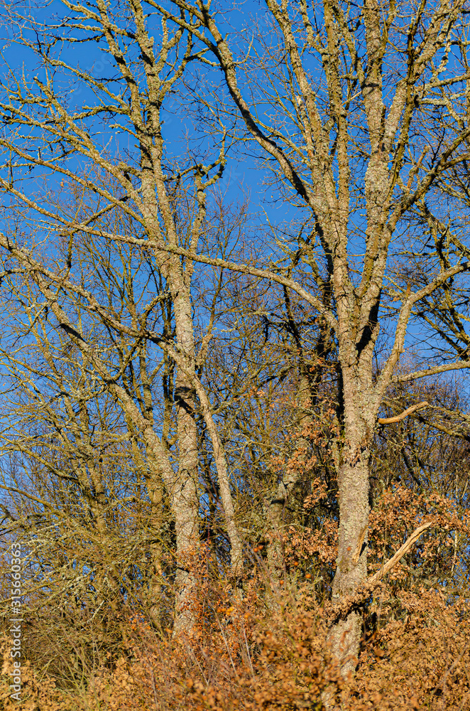 Fototapeta premium Oak forest on a sunny winter day. Galicia, Spain.