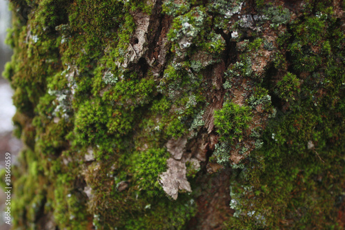 Tree trunk overgrown with green moss and lichen in the forest.