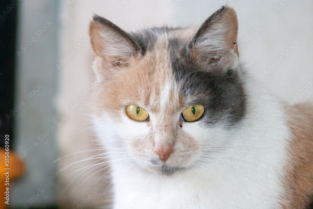Side view of tabby cat focusing on eye.