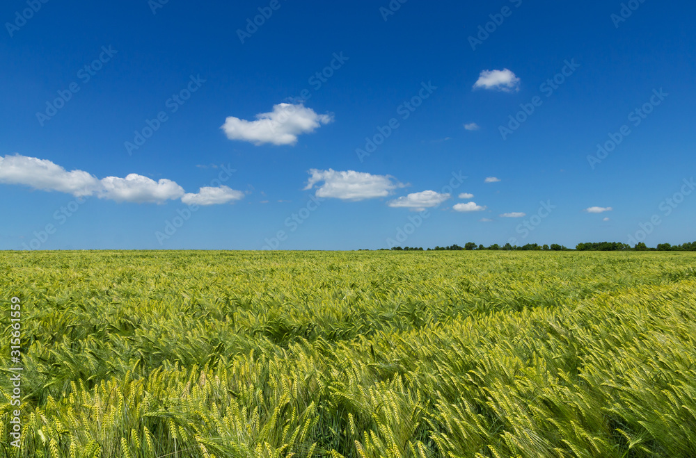 Nice, sunny day, spring horizontal photo of the field of young wheat at maturation period and blue sky on background