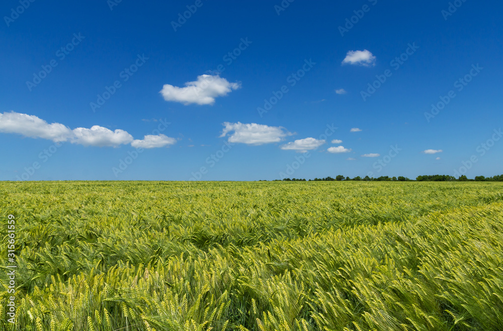Nice, sunny day, spring horizontal photo of the field of young wheat at maturation period and blue sky on background Nice, sunny day, spring horizontal photo of the field of young wheat at maturation period and blue sky on background