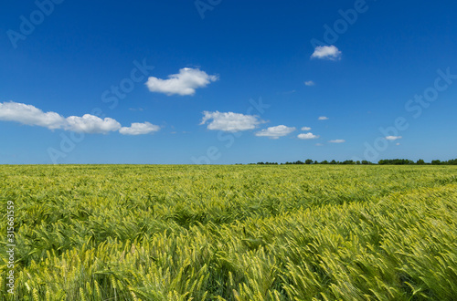 Nice  sunny day  spring horizontal photo of the field of young wheat at maturation period and blue sky on background