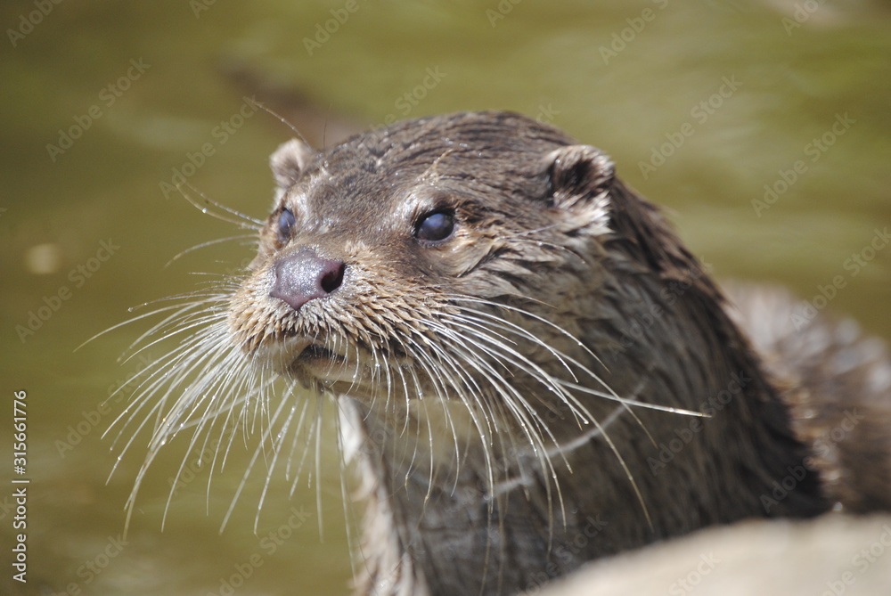 Loutre Loutre
