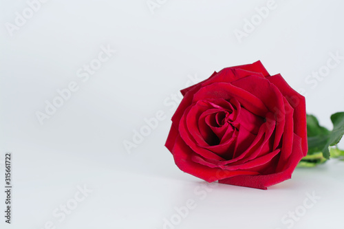 Fototapeta Naklejka Na Ścianę i Meble -  beautiful rose red on the white background