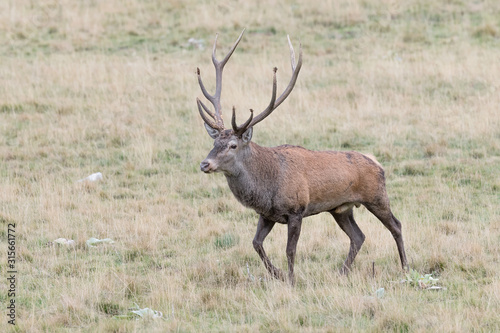 Red deer male in highlands  Cervus elaphus 