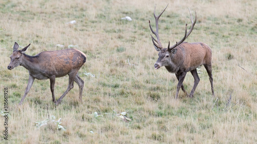 Ritual of courtship between Red deer male and female  Cervus elaphus 