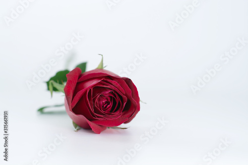 beautiful rose red on the white background