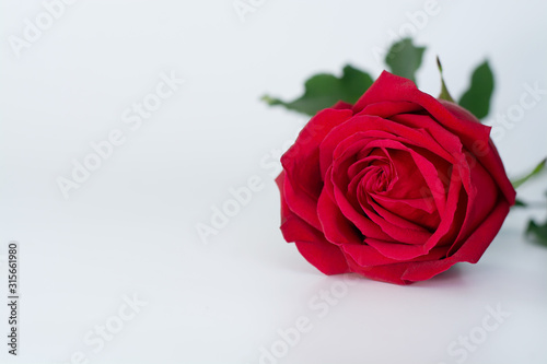 beautiful rose red on the white background