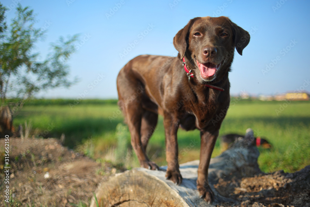 Happy chocolate labrador retriever is standing on a log