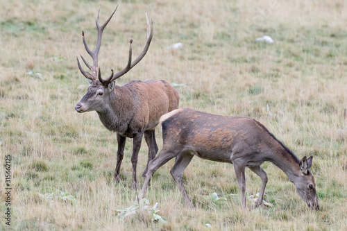 Ritual of courtship between Red deer male and female (Cervus elaphus)