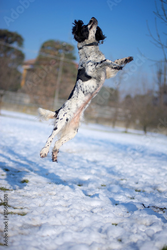 English springer spaniel is jumping high on a snow covered field