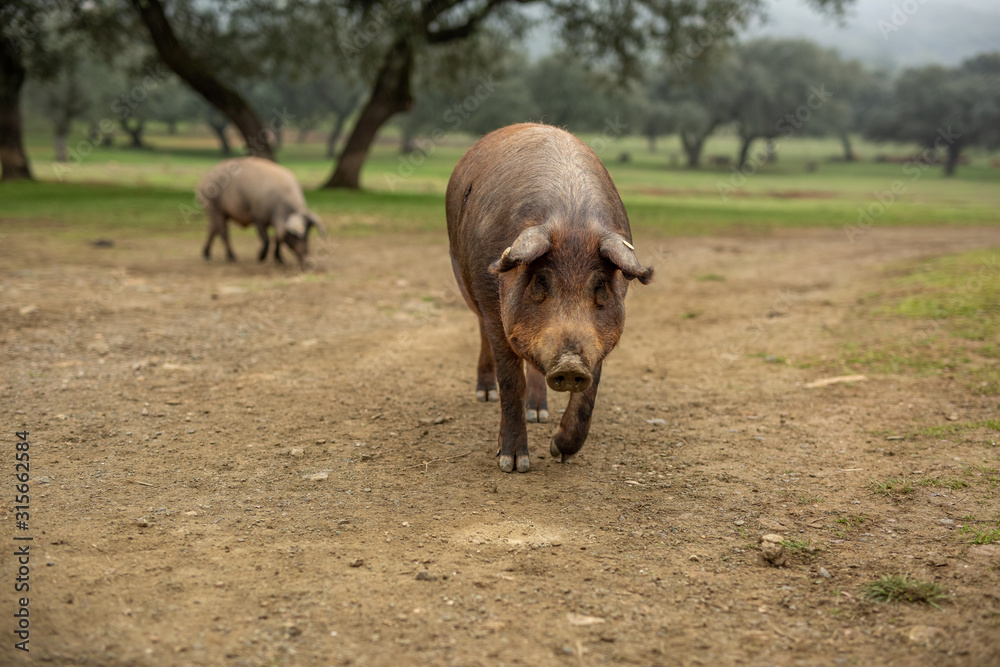 Fototapeta premium The Iberian pig in the meadow of Jabugo