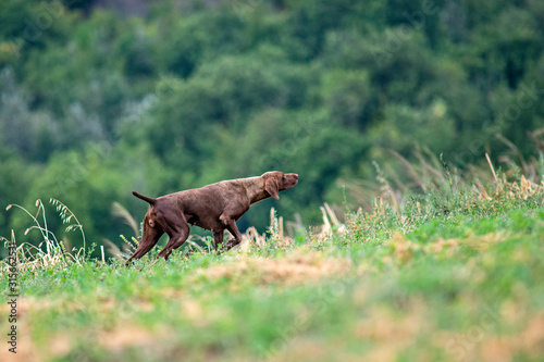 German shorthiared pointer dog is pointing a bird in the italian hills
