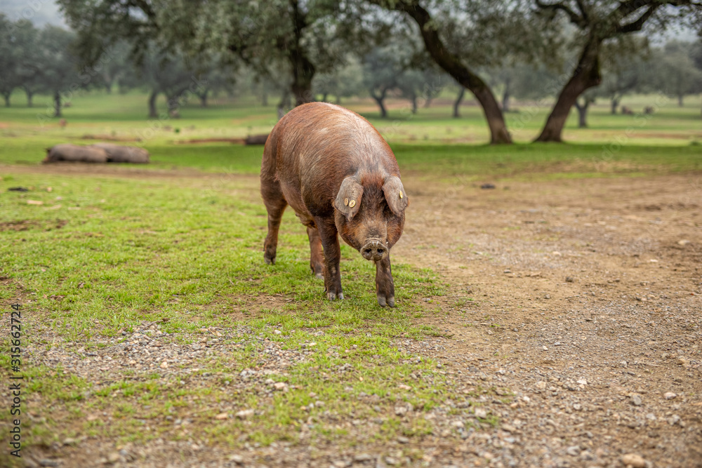 The Iberian pig in the meadow of Jabugo The Iberian pig in the meadow of Jabugo