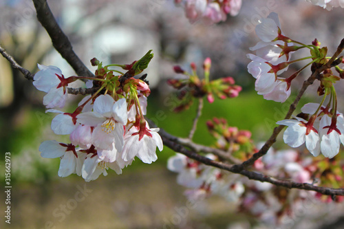【日本】五条川の桜