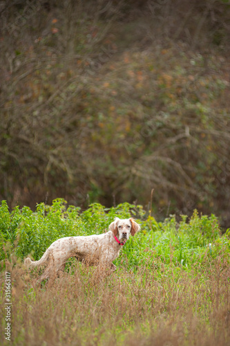 Orange belton english  setter is standing in a wild natural scenery