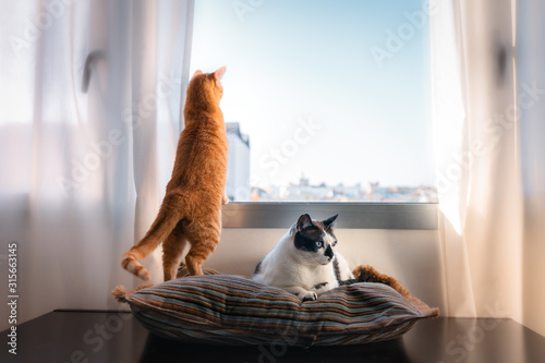 Fototapeta Naklejka Na Ścianę i Meble -  Gato atigrado mira por la ventana. A su lado, un gato blanco y negro está acostado sobre una almohada