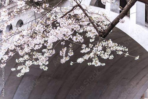 Sakura cherry blossom full bloom at Asukayama park photo