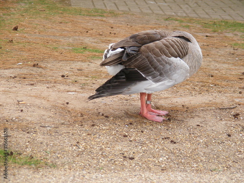 geese on land