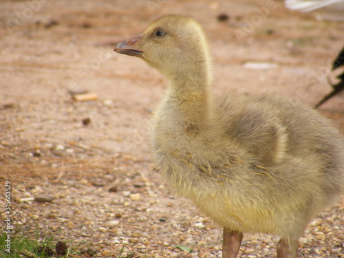 yellow babe goose/ gosling