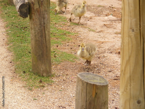 yellow babe goose/ gosling