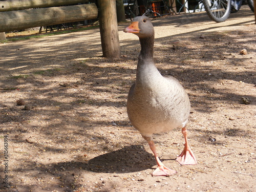geese on land