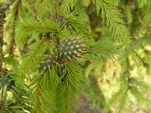 fir tree close up