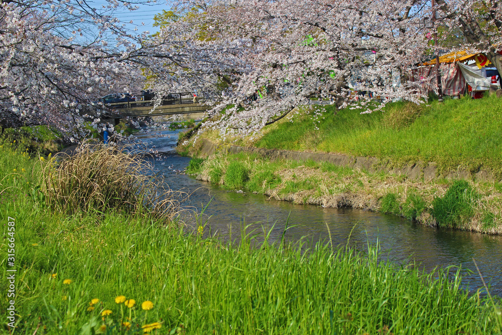 【日本】五条川の桜