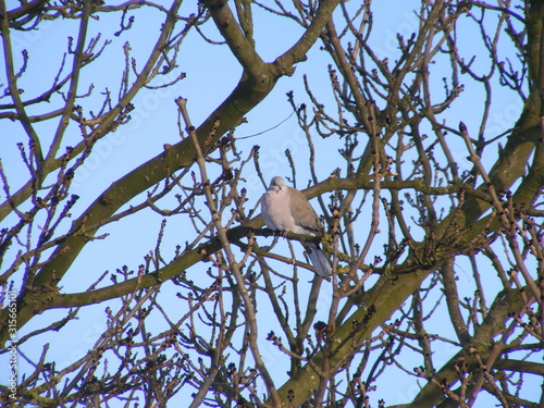 pigeon in a tree in winter