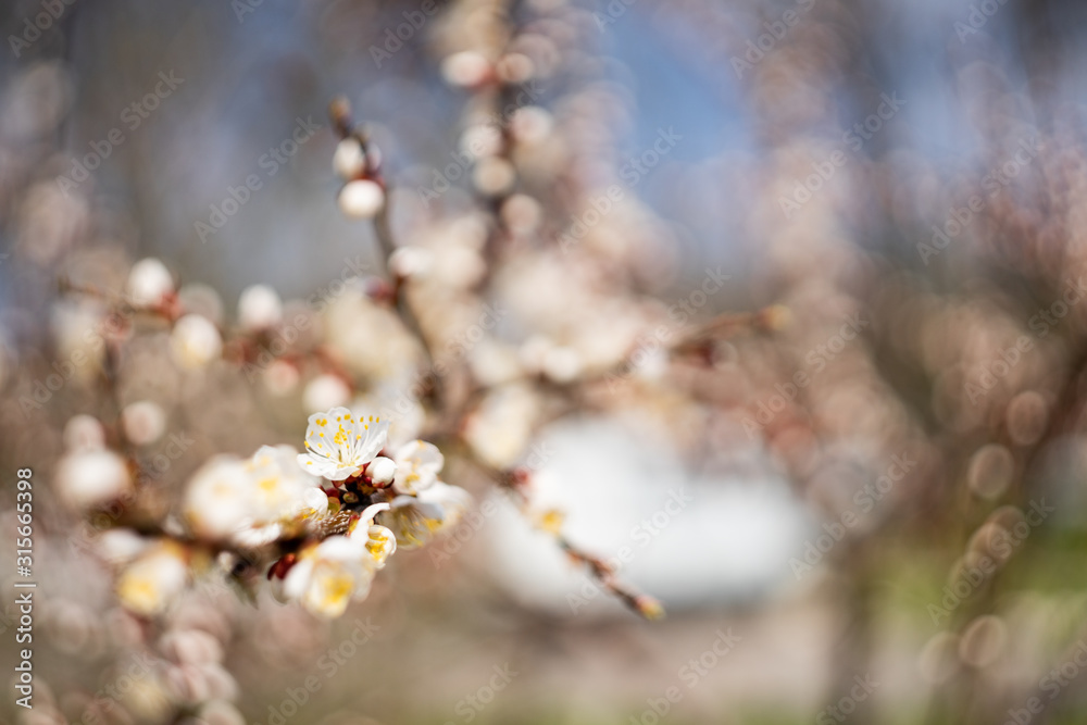 Cherry blossoms in spring. Beautiful bokeh in the background. Cherry blossoms in spring. Beautiful bokeh in the background.