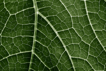 green leaf close up in the detail