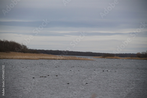 Forest swamp during springtime natural reserve  © Estelle R