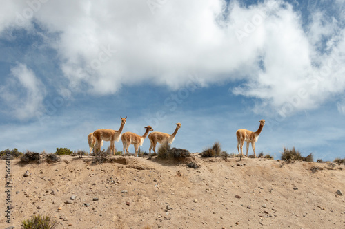 Herd of alpaca vicuna in highlands