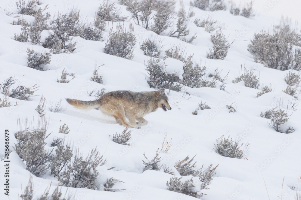 Fototapeta premium Timber Wolf on Hillside - Lamar Valley