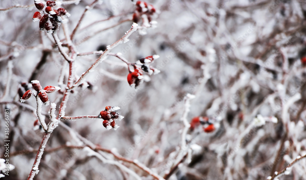 Winter days. Frozen bush covered with crystals of ice Winter days. Frozen bush covered with crystals of ice