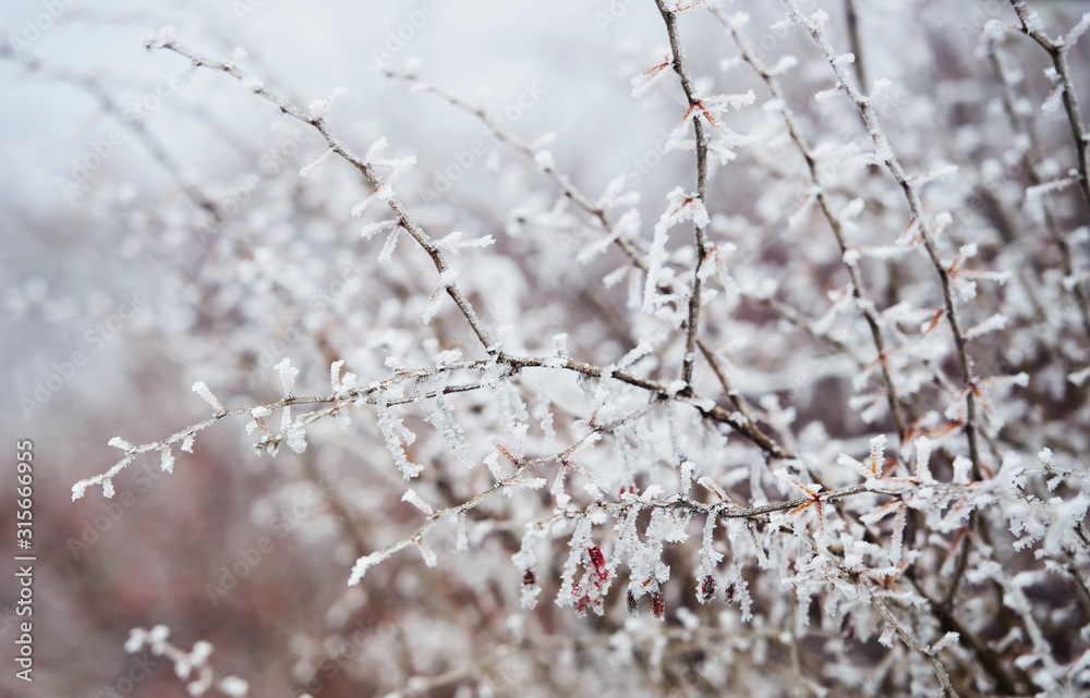 Winter days. Frozen bush covered with crystals of ice Winter days. Frozen bush covered with crystals of ice