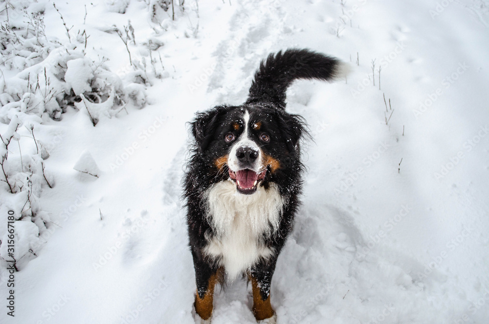 bernese mountain dog with snow on a nose on winter snowy weather. funny pet