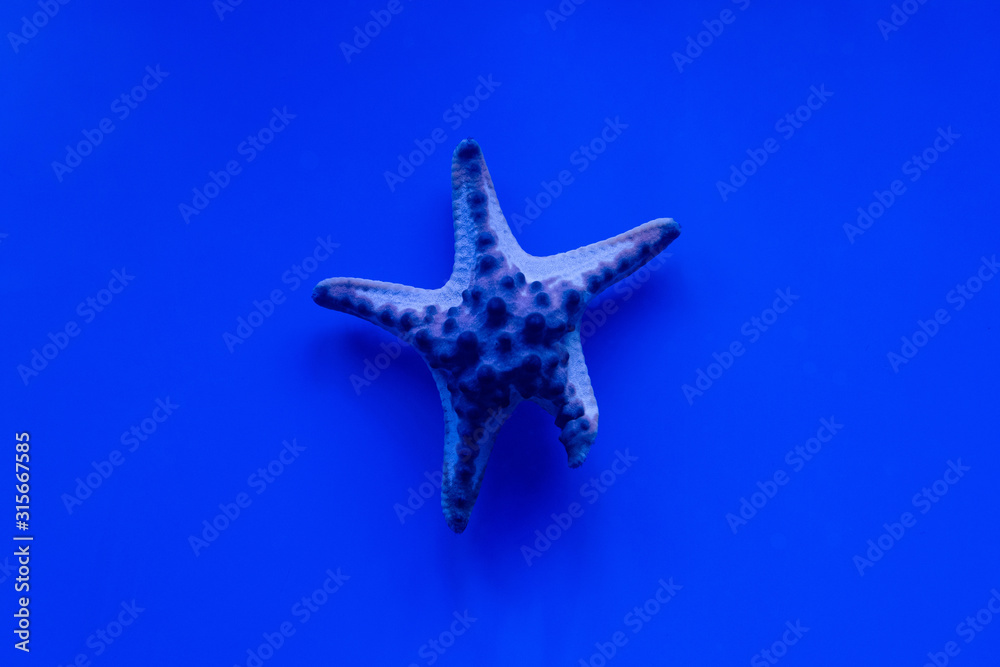 starfish swimming under water in aquarium with blue lighting starfish swimming under water in aquarium with blue lighting