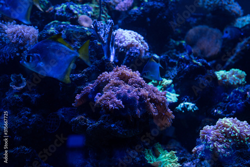 fishes swimming under water in aquarium with blue lighting and corals