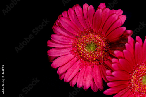 Pink Gerbera flower on Black background
