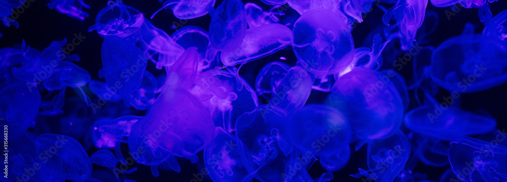jellyfishes swimming under water in aquarium with blue lighting