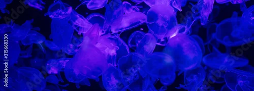 Panel kuchenny z motywem jellyfishes swimming under water in aquarium with blue lighting