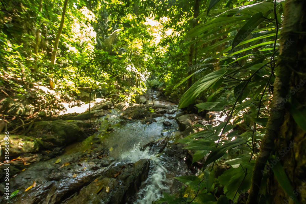 Kathu Waterfall in the tropical forest area In Asia, suitable for walks, nature walks and hiking, adventure photography Of the national park Phuket Thailand,Suitable for travel and leisure.