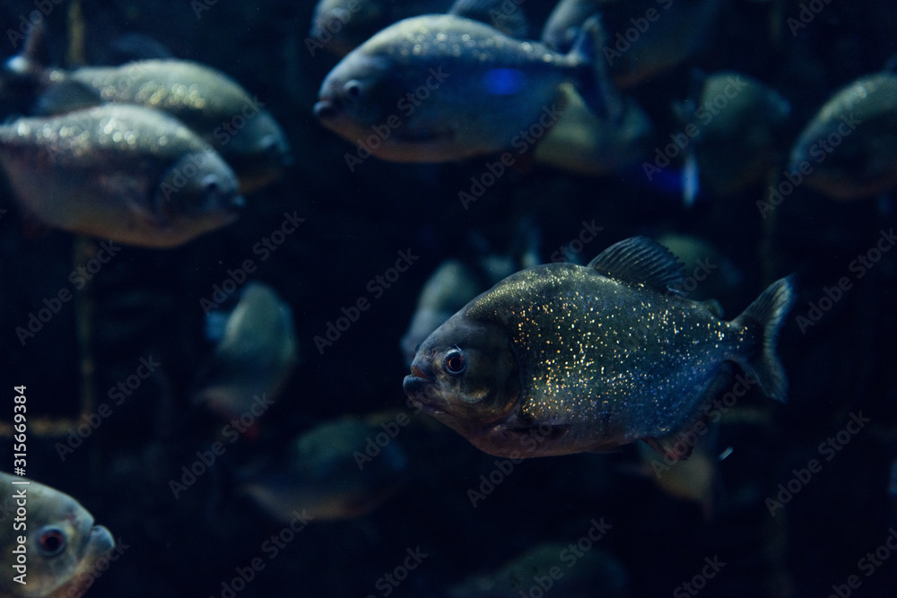 selective focus of glowing fish swimming under water in dark aquarium selective focus of glowing fish swimming under water in dark aquarium