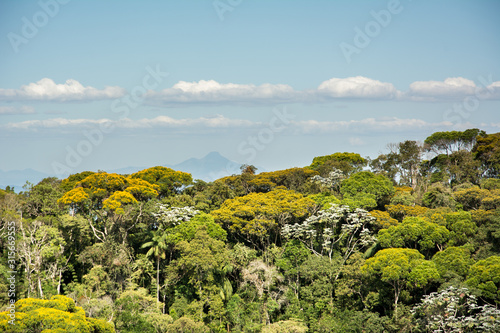 Fragment of the Brazilian Atlantic Forest from Minas Gerais.